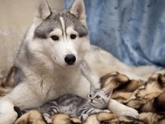 咸阳哈士奇幼犬