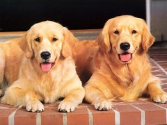 苏州北京犬
