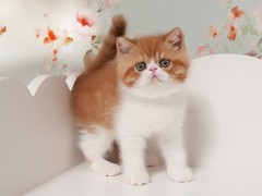 虹雨猫舍
