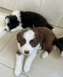 犬舍繁殖基地