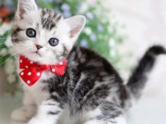 小新猫舍