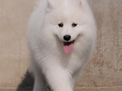 广东cku名犬繁殖基地