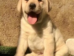 西宁维希拉猎犬