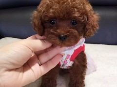海口伊比赞猎犬
