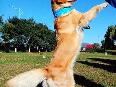 沈阳宠物训练