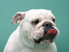 台州柯利犬