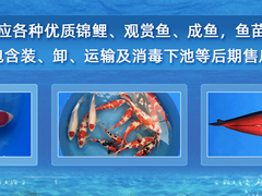 海口金龙鱼出售