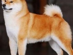 泰州粗毛柯利犬