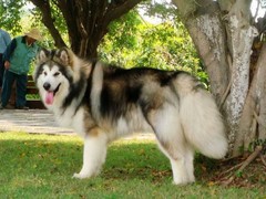 广东真顺犬业