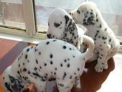 盛诚犬业
