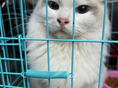 喜乐宠物托运
