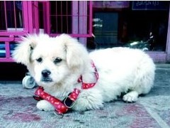 淮安美国猎狐犬