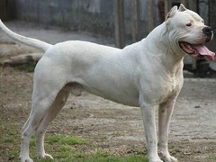 唐山英国玩具犬