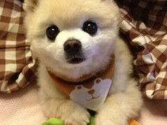 台州大丹犬领养