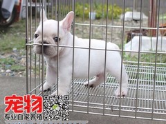 广东宠物养殖