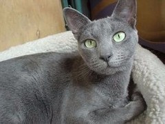 武汉馨馨猫舍