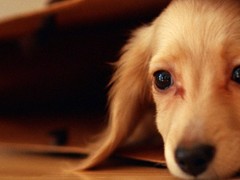 天津哈瓦那犬