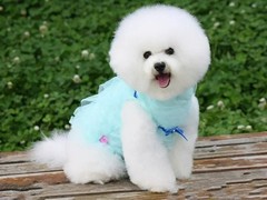 广州博爱犬舍