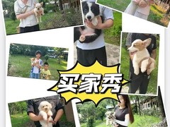 广州博爱犬舍