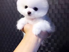 风凌犬业