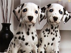 玉龙犬舍
