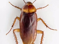 大连瑞德有害生物防治公司