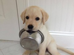 绵阳西施犬