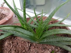 北京和雅慧通茶文化有限公司
