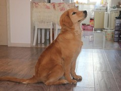 连云港西伯利亚雪橇犬