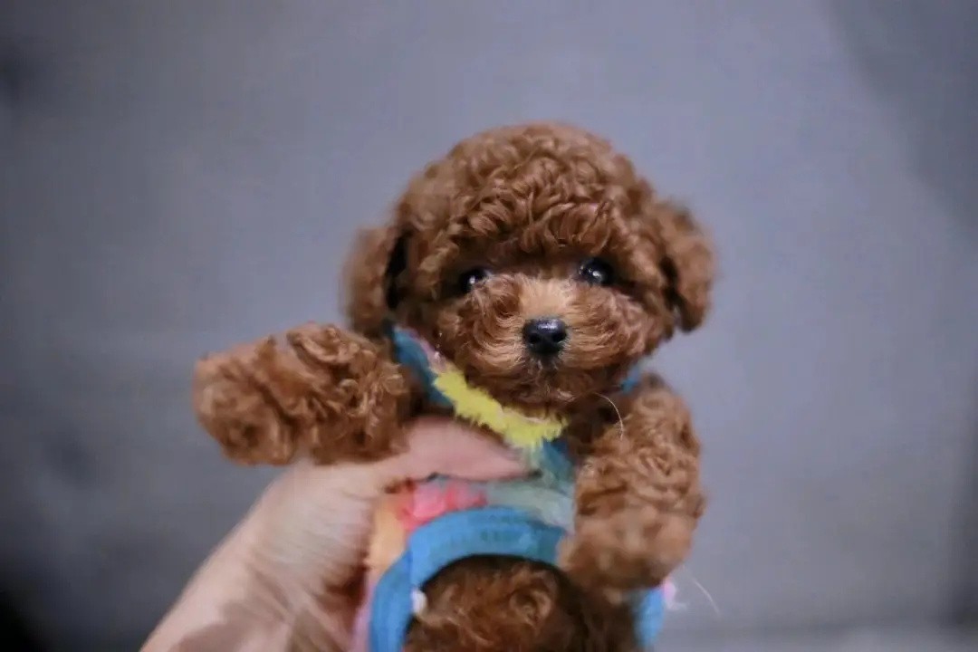 犬舍繁殖基地