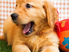 爱宠乐犬舍