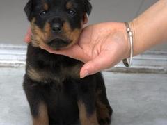 盛诚犬业