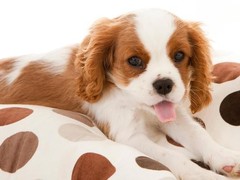 泉州马士提夫獒犬