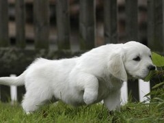 梧州附近犬舍
