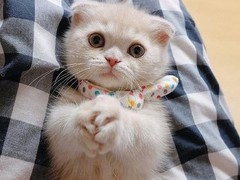 清华猫舍