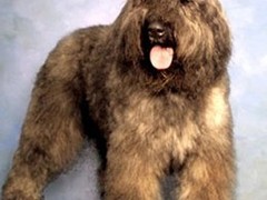 三亚苏格兰猎鹿犬