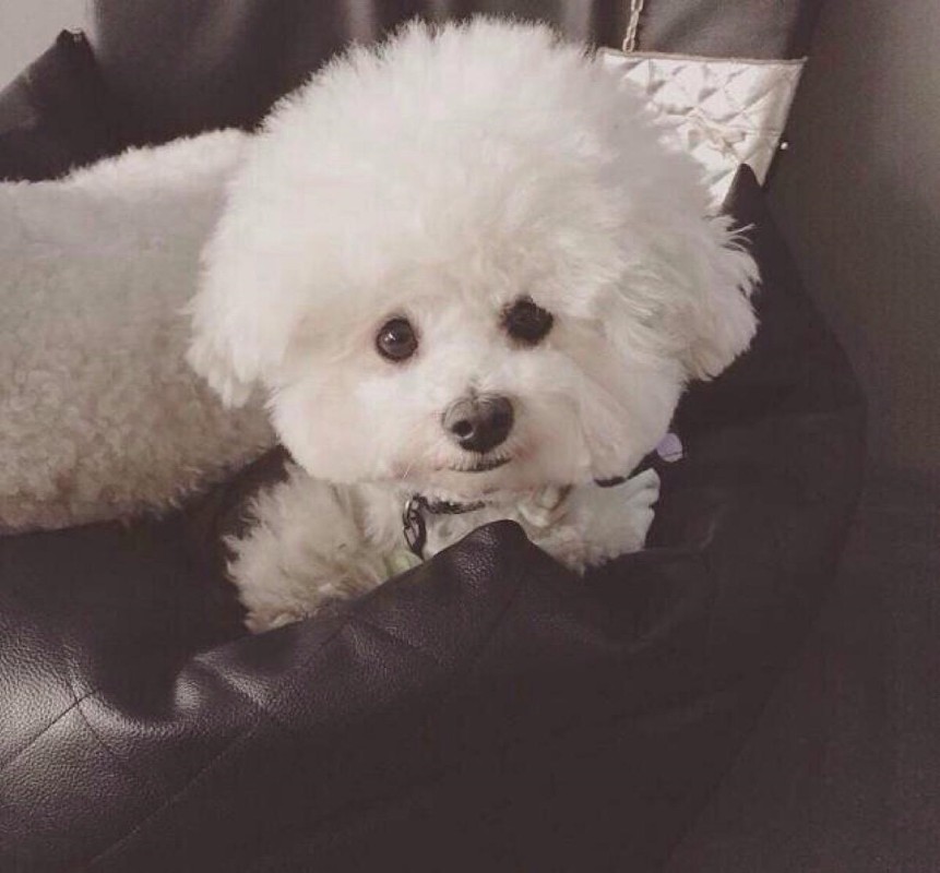 犬舍繁殖基地