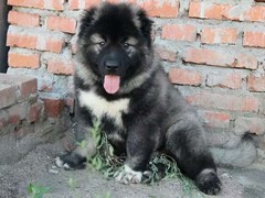 福州罗得西亚脊背犬