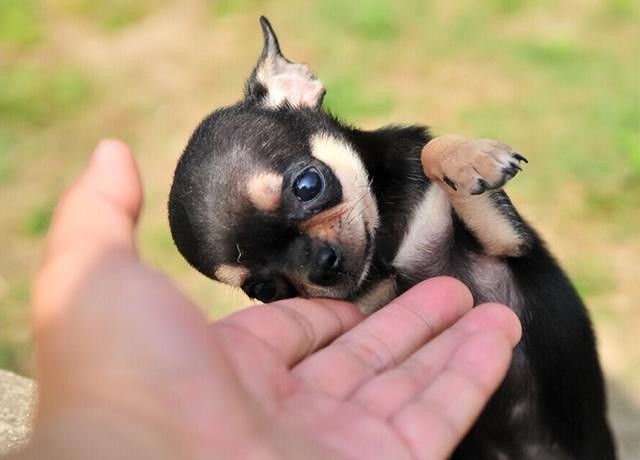 犬舍繁殖基地