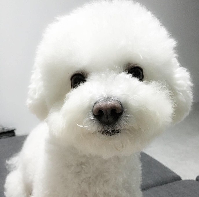 犬舍繁殖基地