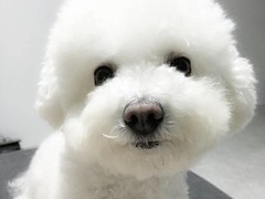 嘉兴英国跳猎犬