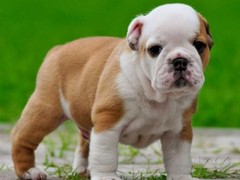 海口伊比赞猎犬