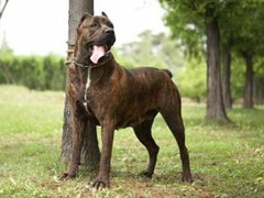 福州荷兰毛狮犬