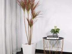 海口滨江鲜花绿植园圃