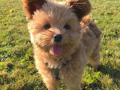 嘉兴弗莱特寻回犬
