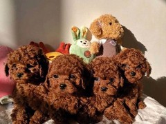沈阳犬舍基地