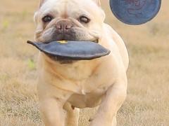 镇江训犬基地