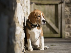 兰州北京犬