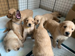 广州博爱犬舍