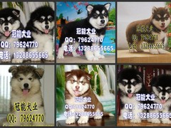 广东cku名犬繁殖基地